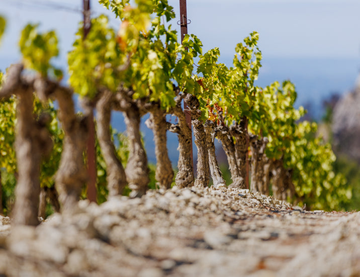 Xavier Vignon vineyards in Beaumes-de-Venise. © Thierry Petillot